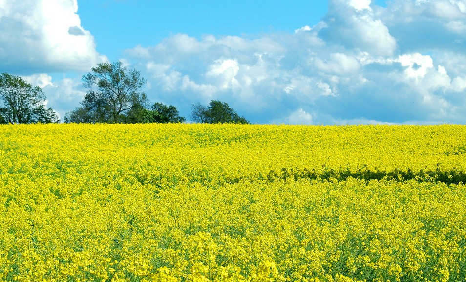 細砂回收機與油菜花